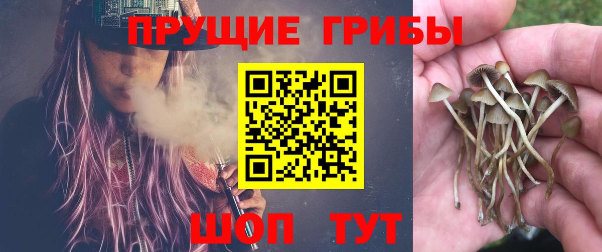 Галлюциногенные грибы Cubensis Георгиевск